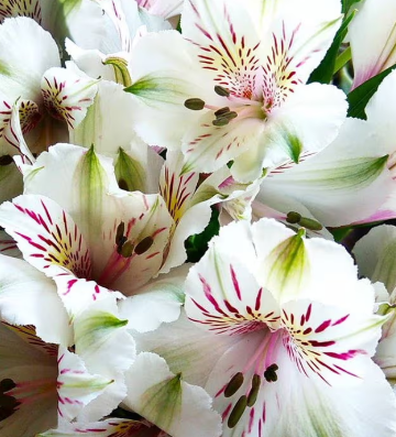Alstroemeria