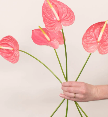 Anthurium
