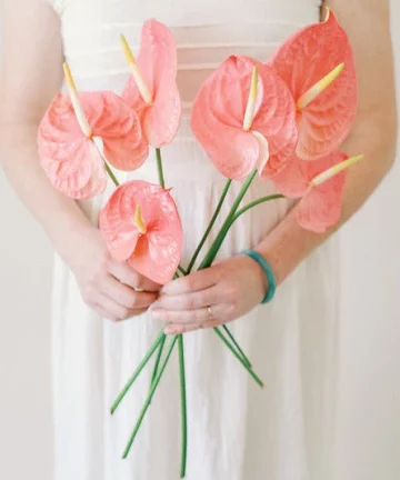 Pink Mix Anthurium