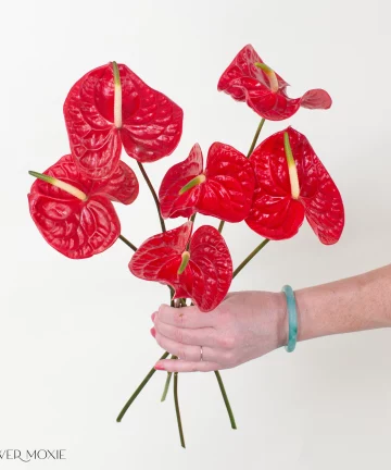 Calisto Dark Red Anthurium