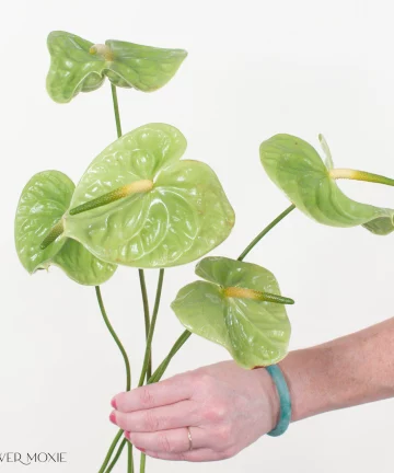 Midori Green Anthurium