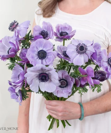 Lavender Anemone Flower