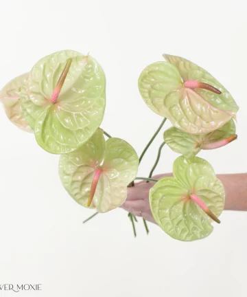 Pistache Green and Pink Anthurium