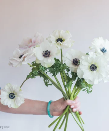 White Panda Anemone Flower