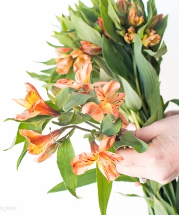 Orange Alstroemeria Flower