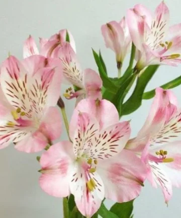 Light Pink Alstroemeria Flower