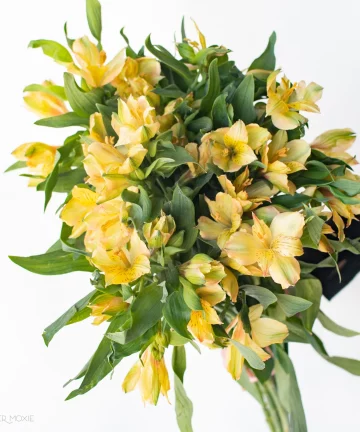 Yellow Alstroemeria Flower